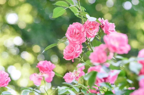 Gül bush çiçekler