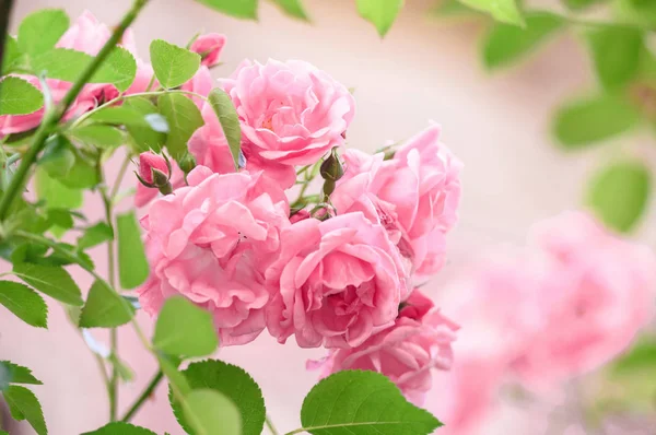 Gül bush çiçekler