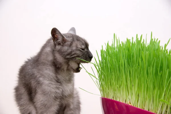 Domestico tabby gatto mangiare erba — Foto Stock
