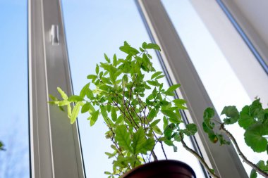 plastik vinil pencere yeşil bitki ile kapalı