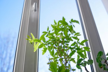 plastik vinil pencere yeşil bitki ile kapalı