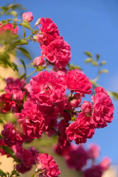 Närbild av rosenbuske blomma i trädgården — Stockfoto