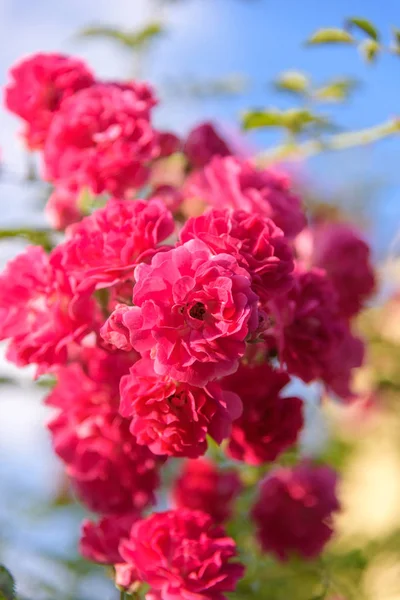 closeup of rose bush flower in garden