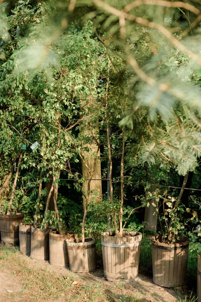 夏园中乡村木桶式种植园中的一排排绿色植物 — 图库照片
