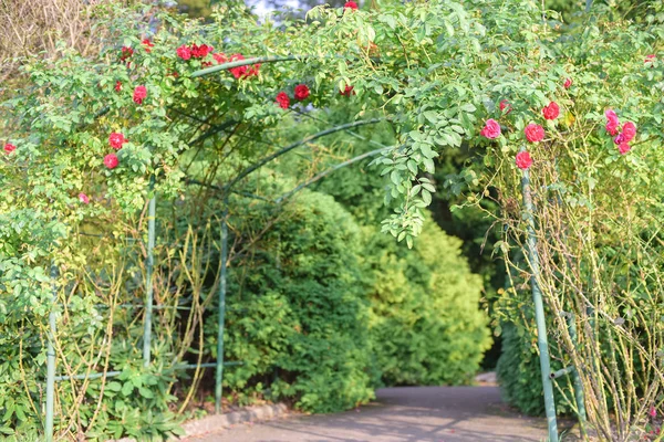 arc of rose bush flower in garden during sunny day