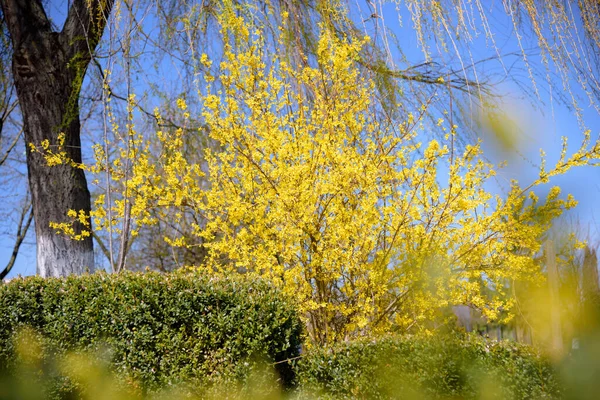 Желтый Куст Форсайт Время Цветущей Весны Голубом Фоне Неба — стоковое фото