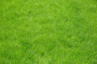 Güneş ışınlarının altındaki yeşil çimen tarlası. Yakın çekim..