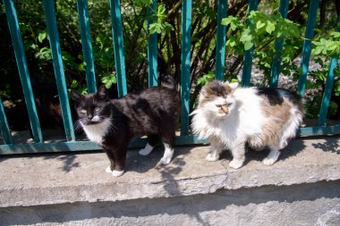 Sokak kedileri sokak çitinin yanında rahatlar.