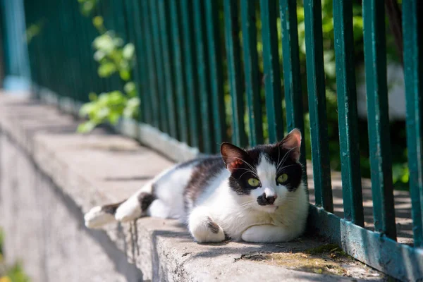 Gatto Randagio Rilassa Vicino Alla Recinzione Strada — Foto Stock