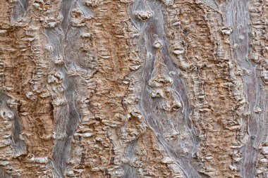 Pawlownia Ağacı 'nın kabuğu yakından çekilir. Paulownia tomentosa kabuğu yüzeyi. Kafiyenin doğal yapısı, dış kabuğu ezilmiş. Gövde dokusunun dış kılıfı. Ahşap doku arkaplanı.