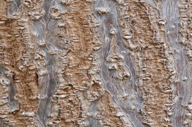 Pawlownia tree bark close-up shot. Paulownia tomentosa bark surface. Natural structure of the rhytidome - crushed outer bark. Outer sheath of the trunk texture. Wood texture background. clipart