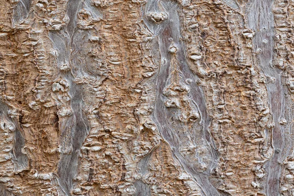 Pawlownia Árvore Casca Close Tiro Paulownia Tomentosa Superfície Casca Estrutura — Fotografia de Stock