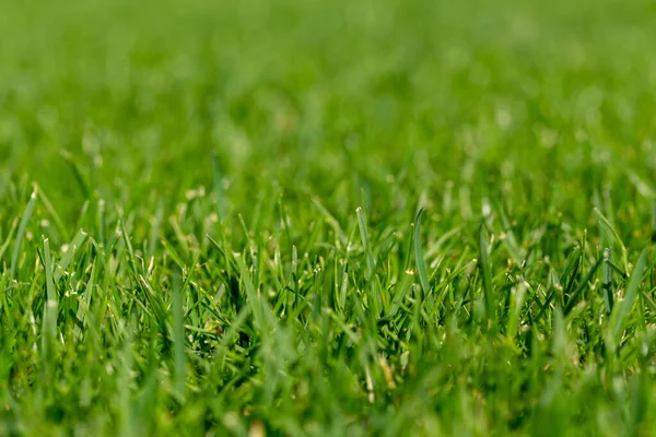 Close-up shot of mowed lawn. Green grass natural background texture.