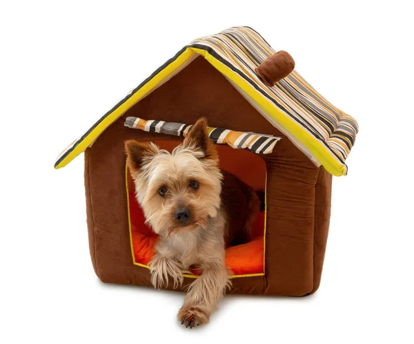 Adorable Australian Silky Terrier Lying Looking Out Dog House Isolated — Stock Photo, Image