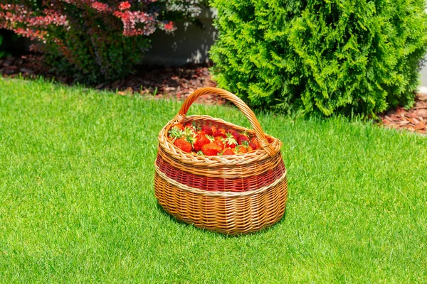 Wicker basket full of ripe garden strawberries on green grass. Fresh home grown strawberry in basket,