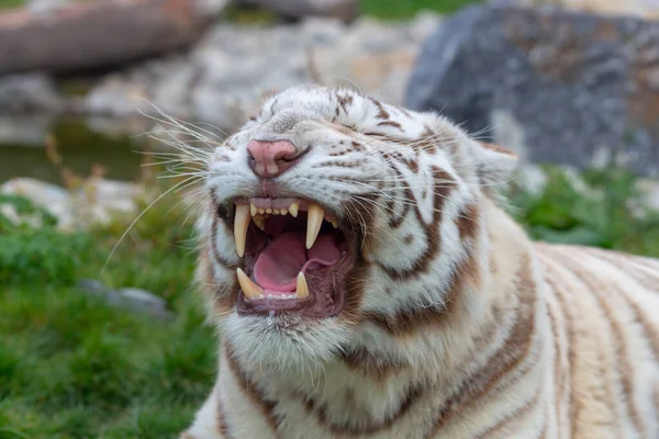 Angry white or bleached tiger roaring and showing fangs in open mouth - angry tiger roar. Angry Bengal tiger.