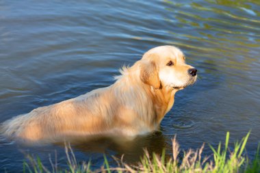 Golden Retriever yüzme gölde. Avcılık gölet tazı. Köpek egzersiz ve rezervuar eğitim.