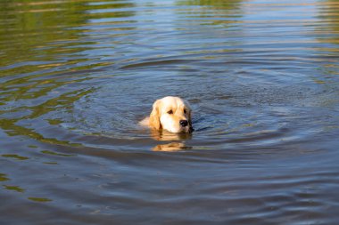 Golden Retriever yüzme gölde. Avcılık gölet tazı. Köpek egzersiz ve rezervuar eğitim.
