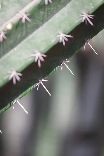 Kaktus Växter Utomhus Och Kopiera Utrymme — Stockfoto