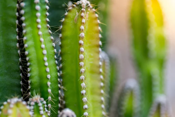 Plantas Cactus Aire Libre Espacio Copia — Foto de Stock
