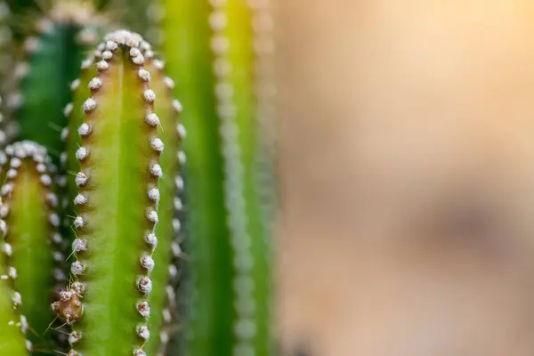 Plantas Cactus Aire Libre Espacio Copia — Foto de Stock