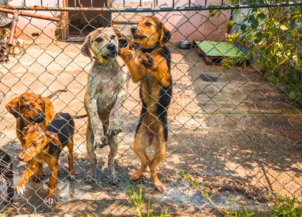 Dogs in a shelter for homeless animals