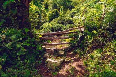 Kırsal kesimdeki bir ormanda eski çürük ahşap çitler..