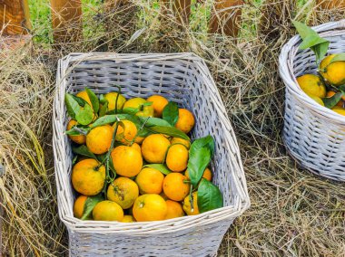 Markete teslim edilmek üzere sandık ve sepetlerle Gürcistan turunçgillerini hasat edin..