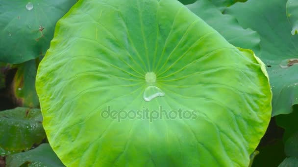 Druppel water op groene water lily, lotus blad — Stockvideo
