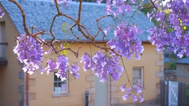 Όμορφη Γιακαράντα δέντρο μωβ λουλούδια με ψαμμίτη κτίριο σε φόντο — Αρχείο Βίντεο