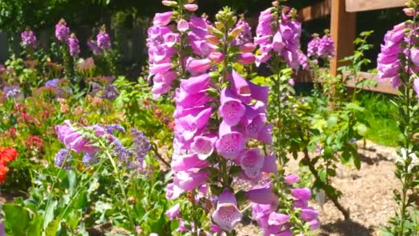 Rosa, fiori viola ondeggianti sulla brezza — Video Stock