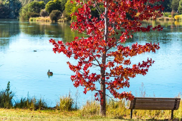 Autumn park with pond and red maple — Stock Photo, Image