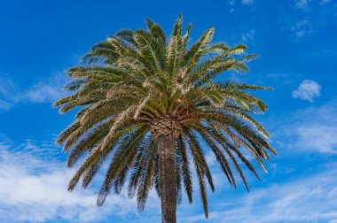 Palmiye ağacı ve arka plan üzerinde mavi gökyüzü karşı