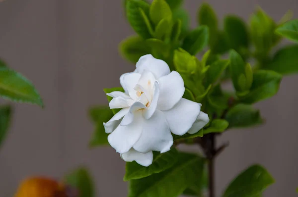 Gardenia flower in full bloom