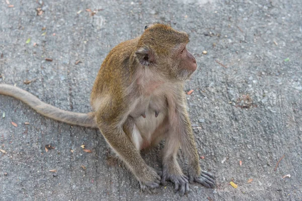 Wild monkey sitting on the ground — Stock Photo, Image