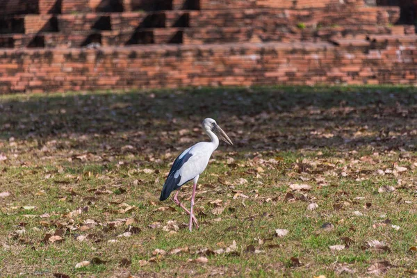 Asiatico openbill cicogna uccello a piedi l'erba — Foto Stock