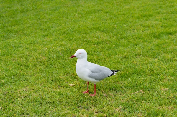 Mås fågel på grön gräsmatta — Stockfoto