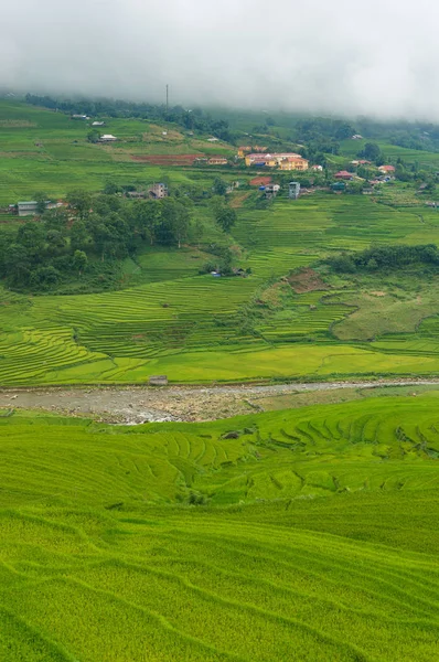 Зелені рисові тераси сільських В'єтнаму — стокове фото