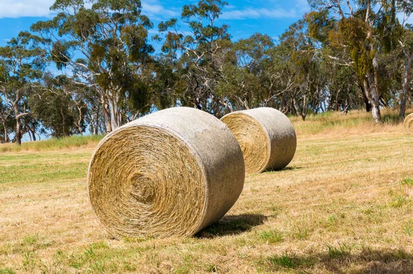 Close up of round straw bales on a field — Stock Photo, Image