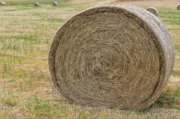 Close up of round straw bale on a field
