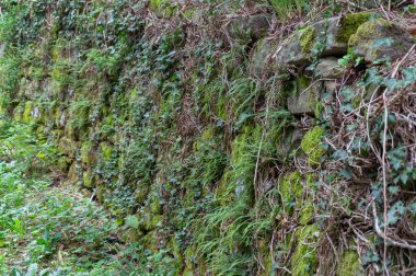 Close up of rock wall covered with moss and small plants