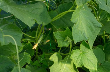 Küçük yeşil bebek salatalık sarmaşıkta