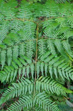 Yeşil eğrelti otu yaprağı deseni, doku. Doğa arkaplanı