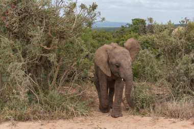 Şirin bebek Afrika fili çalılıklarda yürüyor.