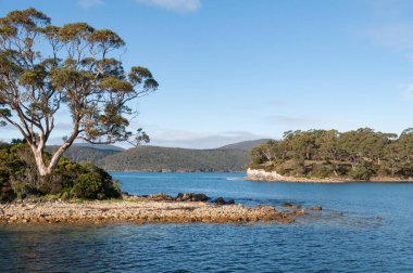 Bir adada okaliptüs ağacı ve ağaç kaplı tepelerle Avustralya manzarası 