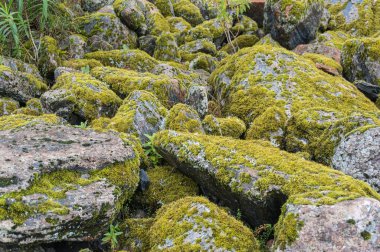 Taşlar, ormandaki yosunlarla kaplı kaya.