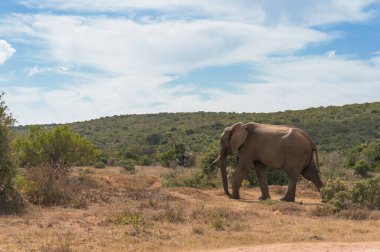 Afrika savanasında vahşi fil boğası