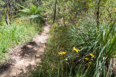 Çalılıkların arasında yürüyüş yapan patika.