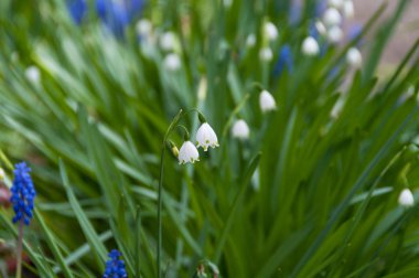 White snowdrop flower close up floral background