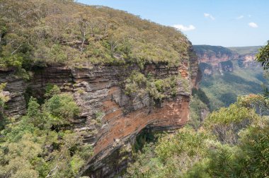 Yoğun okaliptit ile kaplı katmanlı kırmızı kayalıklarda panoramik görünüm